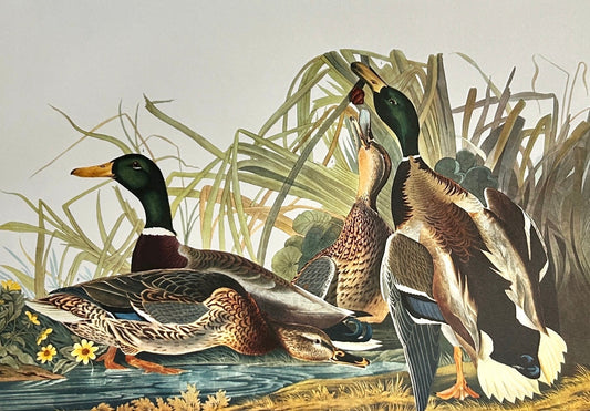 Audubon Mallard Duck– 1964 Elephant Folio Edition, Oversized Heritage Print Vintage 1964 - Birds of America