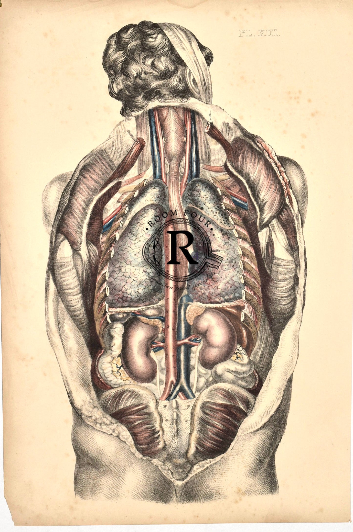 Vintage Posterior Anatomy Print — Plate XIII | 19th Century Medical Illustration of Internal Organs