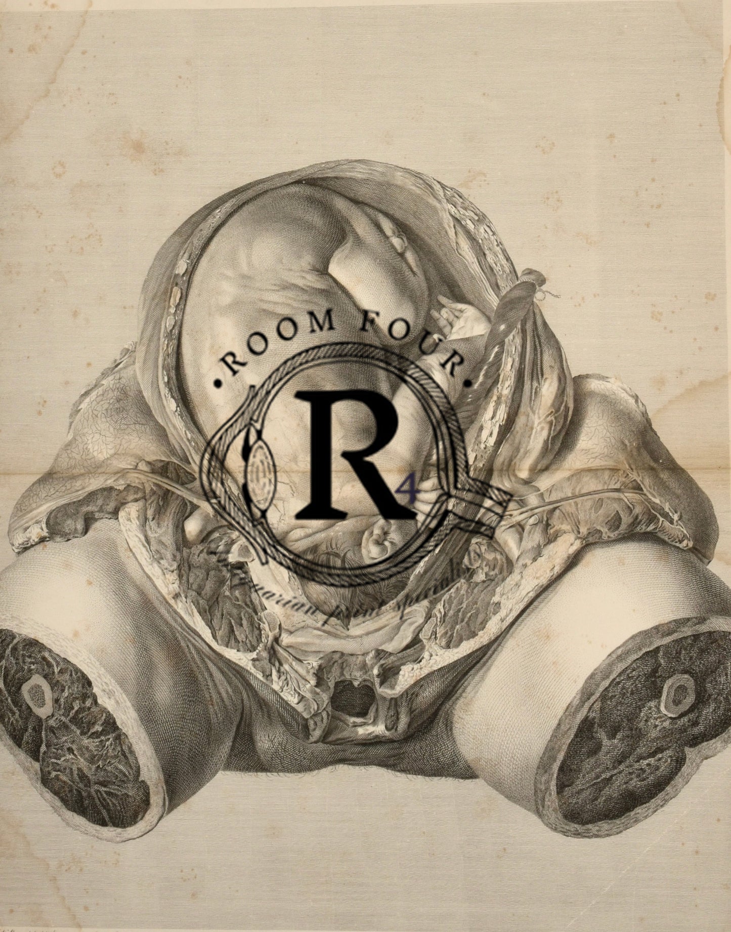 The Anatomy of the Human Gravid Uterus Exhibited in Figures Plate XXXIV