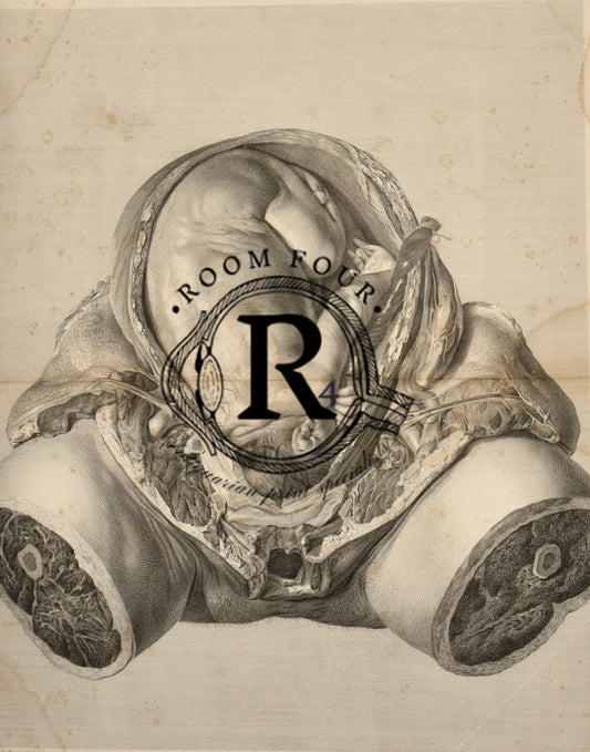 The Anatomy of the Human Gravid Uterus Exhibited in Figures Plate XXXIV