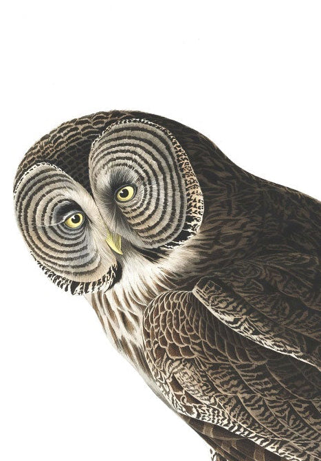 Audubon Great Owl Print – Vintage Bird Illustration – Natural History Wall Art – A3 / A4