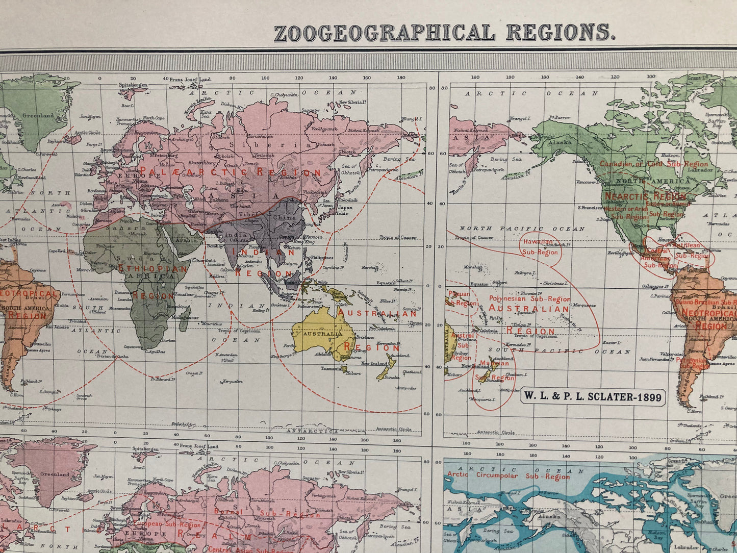 Antique Zoogeography Map - WORLD – Vintage Zoology Chart, early 20th Century