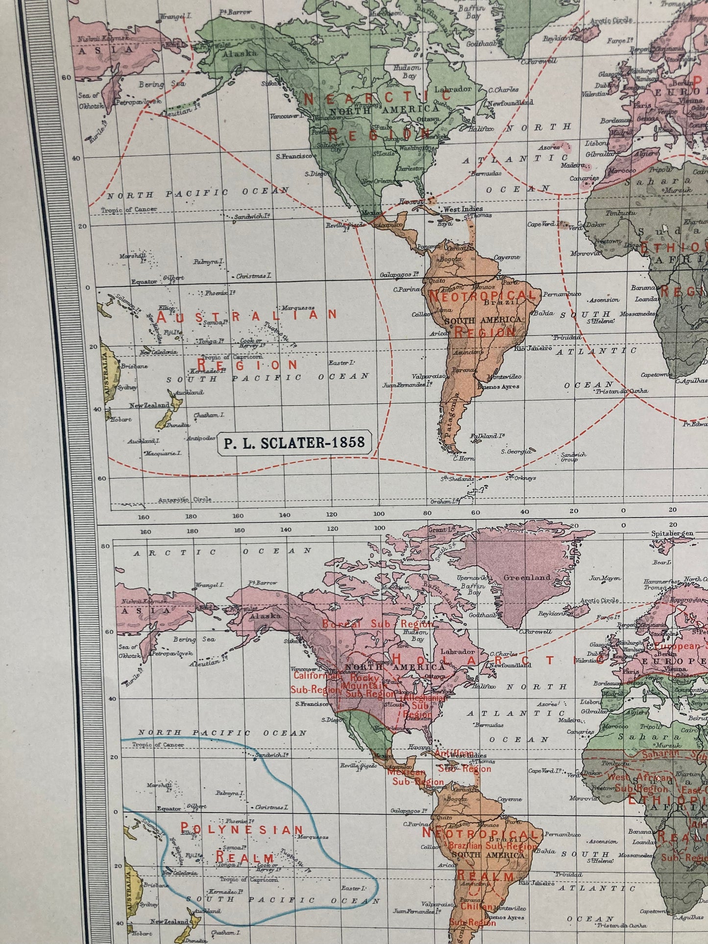 Antique Zoogeography Map - WORLD – Vintage Zoology Chart, early 20th Century