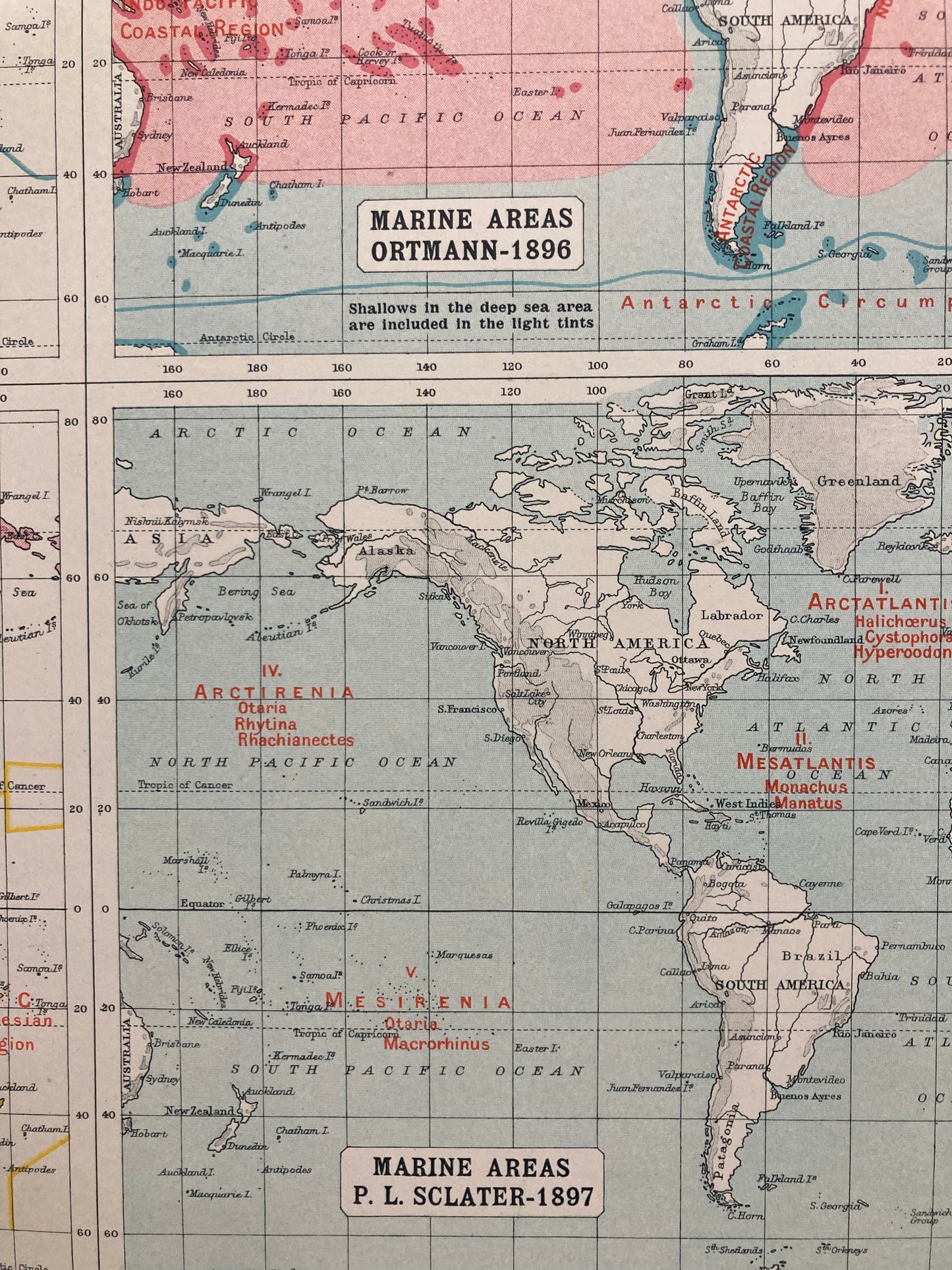 Antique Zoogeography Map - WORLD – Vintage Zoology Chart, early 20th Century