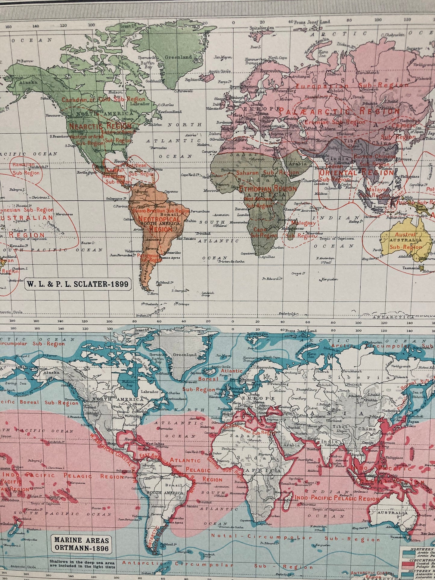 Antique Zoogeography Map - WORLD – Vintage Zoology Chart, early 20th Century