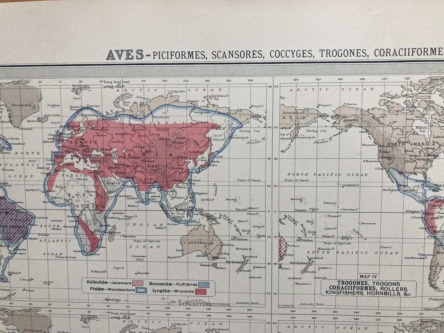 Antique Zoogeography Map - AVES  – Vintage Zoology Chart Early 20th Century