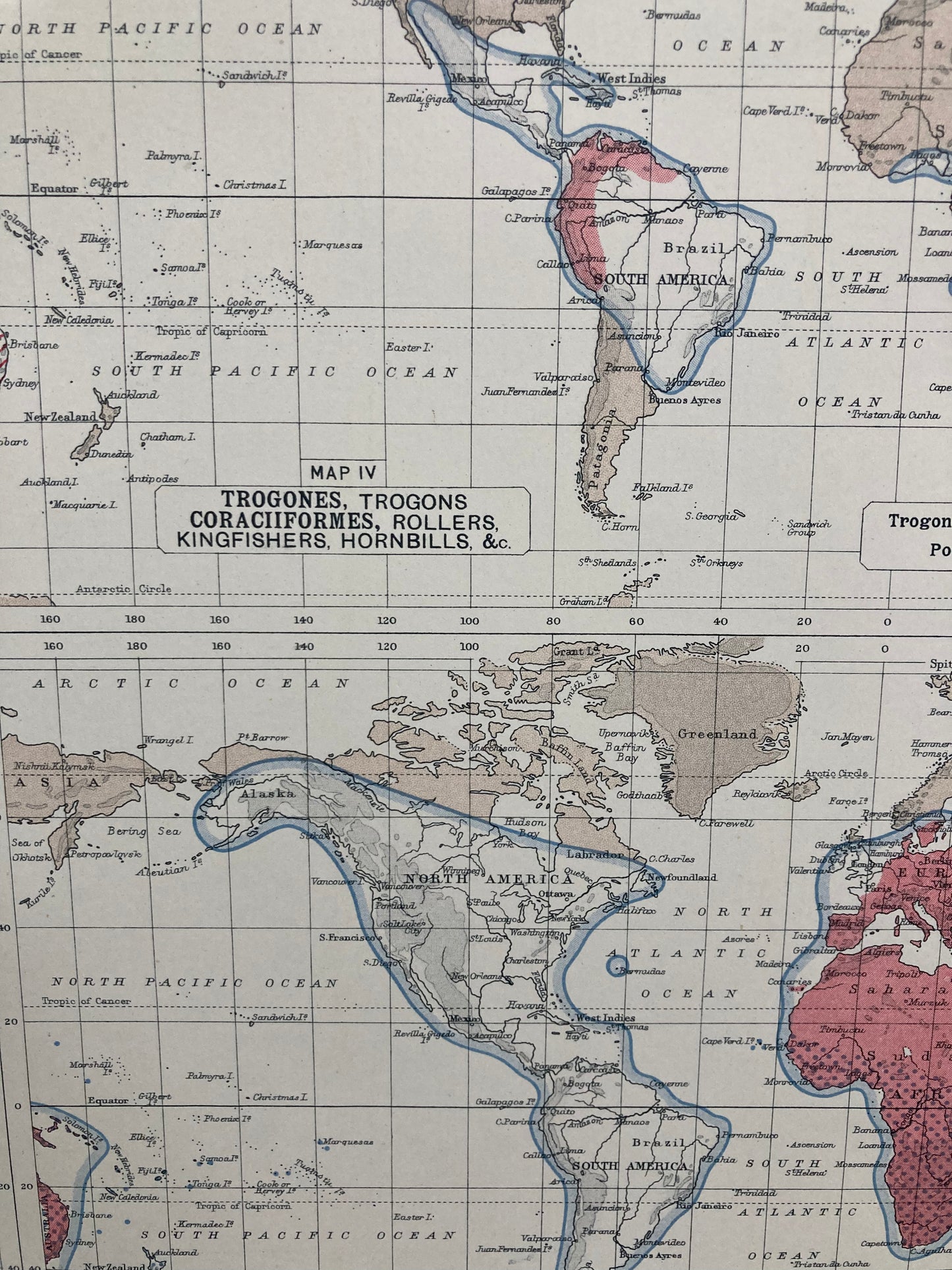 Antique Zoogeography Map - AVES  – Vintage Zoology Chart Early 20th Century