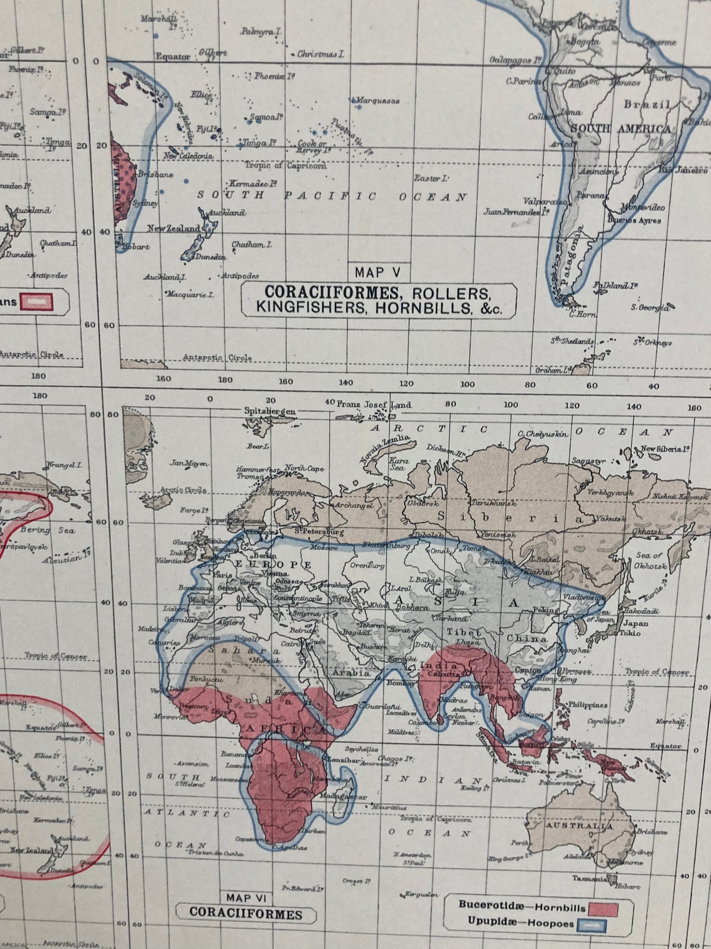 Antique Zoogeography Map - AVES  – Vintage Zoology Chart Early 20th Century