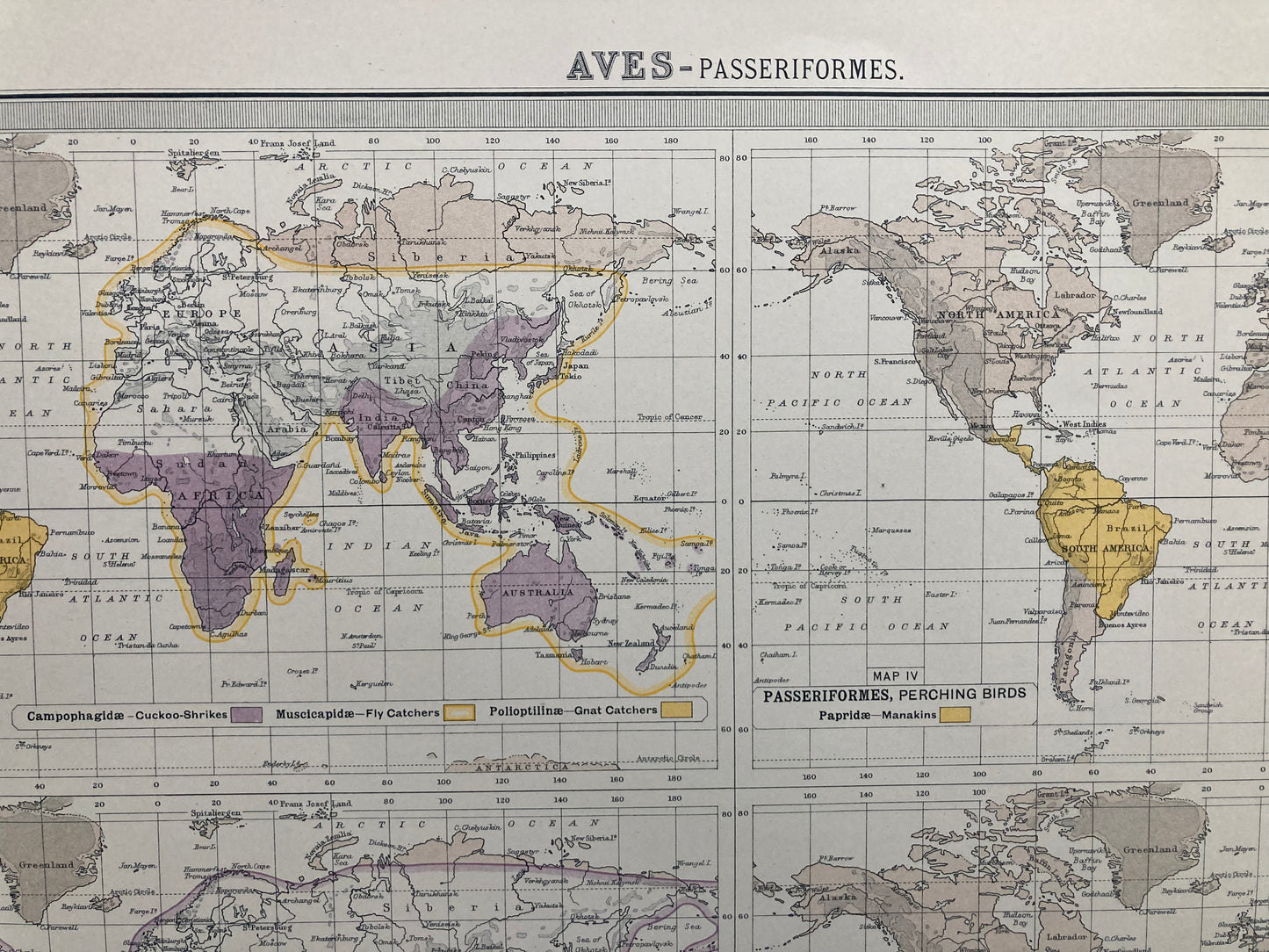 Antique Zoogeography Map - AVES , PERCHING BIRDS – Vintage Zoology Chart ,Early 20th Century