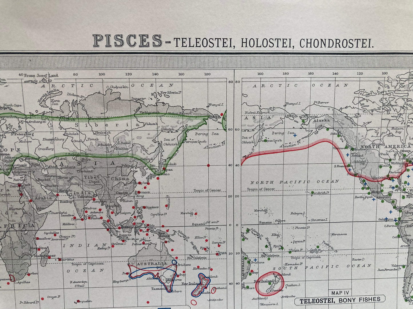 Antique Zoogeography Map - PICES - BONEY FISHES – Vintage Zoology Chart,Early 20th Century