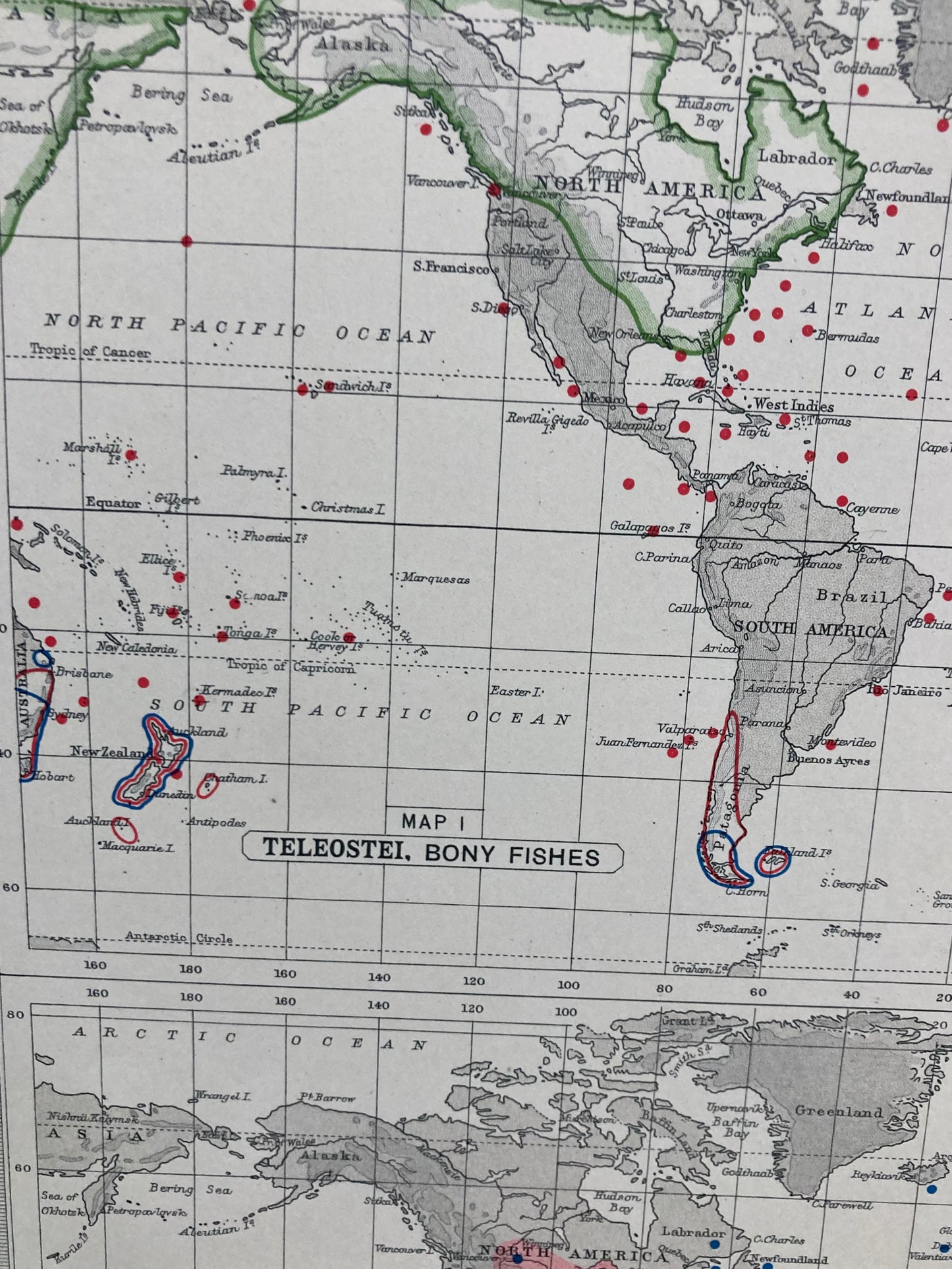Antique Zoogeography Map - PICES - BONEY FISHES – Vintage Zoology Chart,Early 20th Century