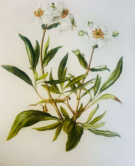 Limited Edition Botanical Print  by Elizabeth Cameron "Carpenter  California"
