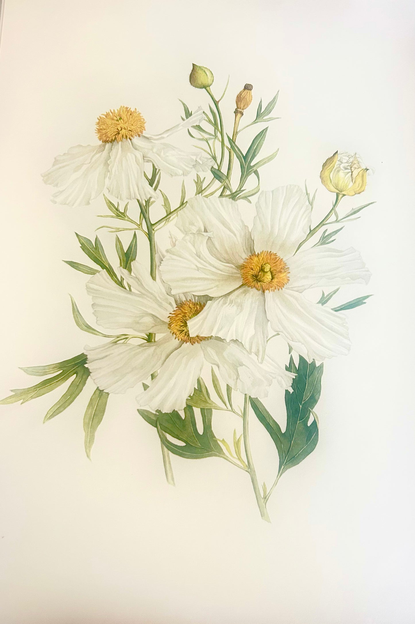 Limited Edition Botanical Print  by Elizabeth Cameron "Romneya Coulteri"