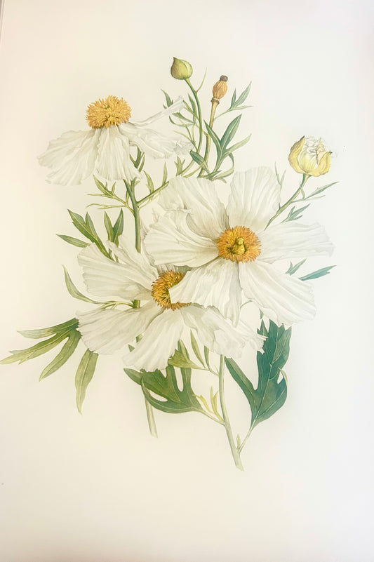 Limited Edition Botanical Print  by Elizabeth Cameron "Romneya Coulteri"