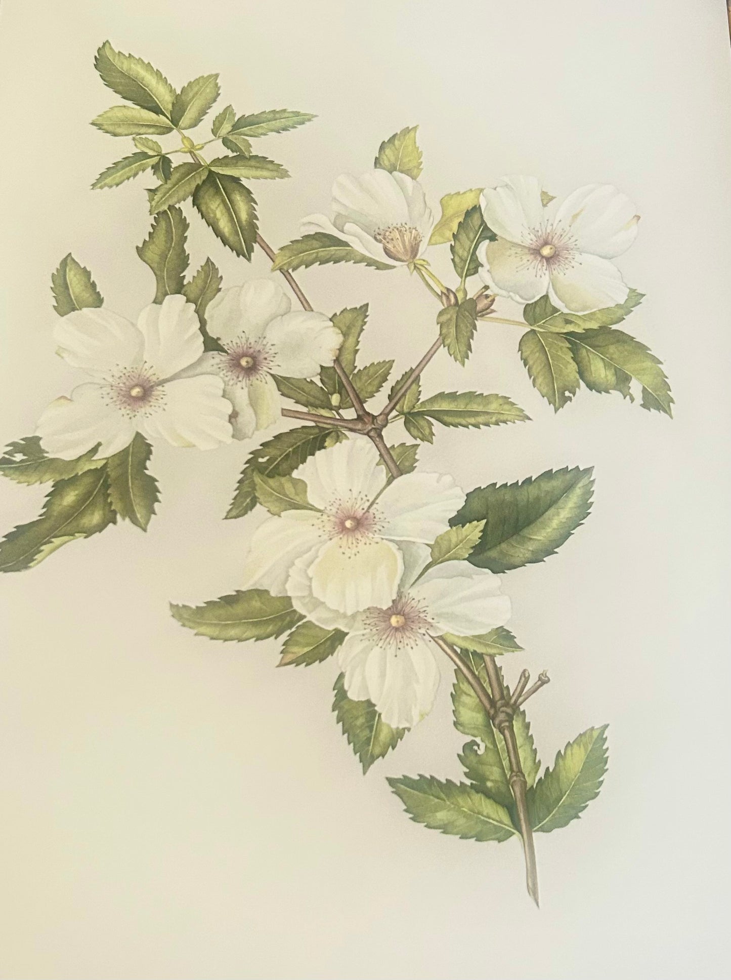 Limited Edition Botanical Print  by Elizabeth Cameron "Eucryphia x nymansensis nymansay"