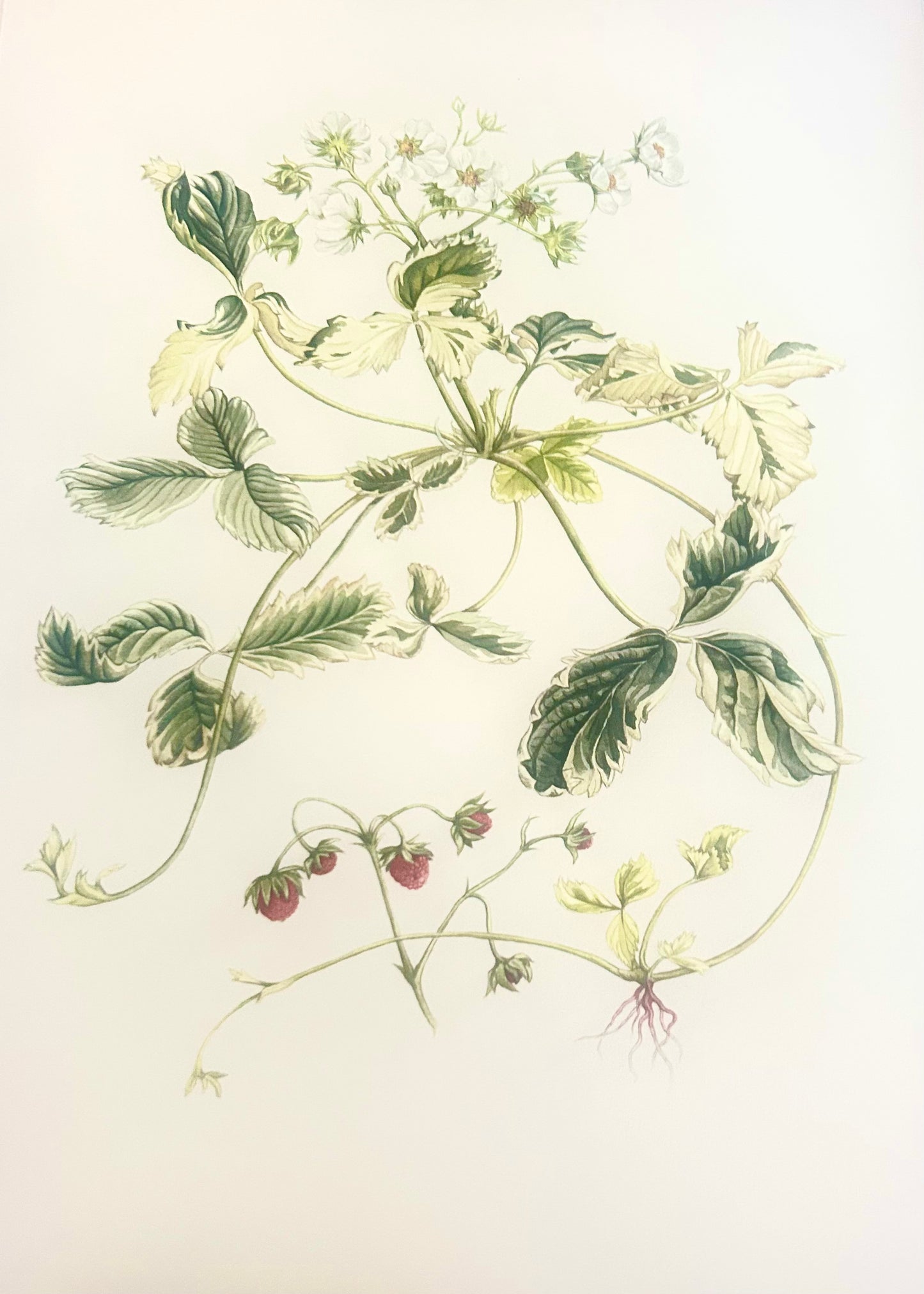 Limited Edition Botanical Print  by Elizabeth Cameron "Fragaria Vesca Variegate"