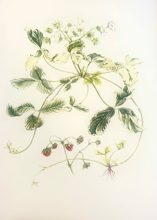 Limited Edition Botanical Print  by Elizabeth Cameron "Fragaria Vesca Variegate"
