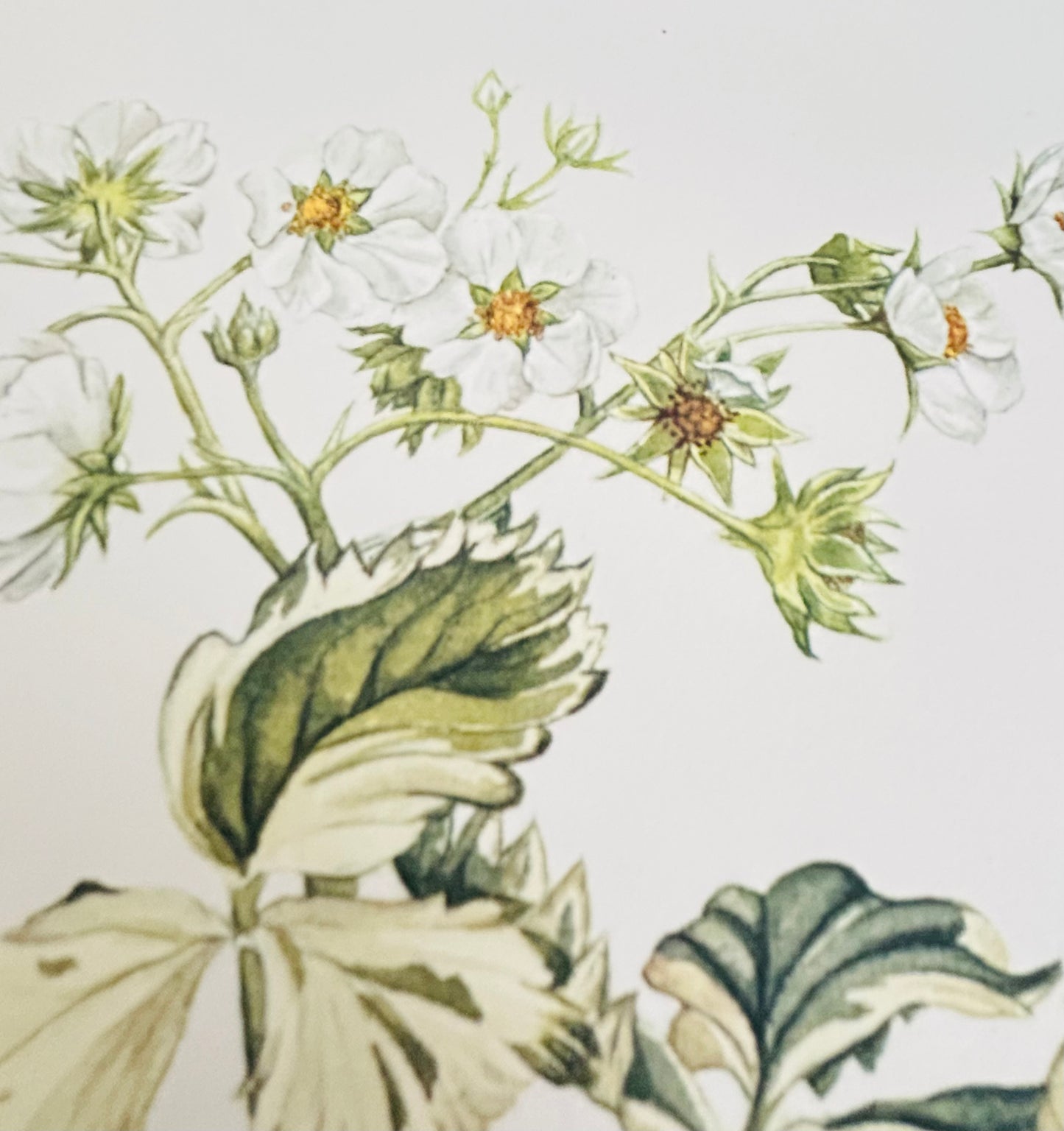 Limited Edition Botanical Print  by Elizabeth Cameron "Fragaria Vesca Variegate"