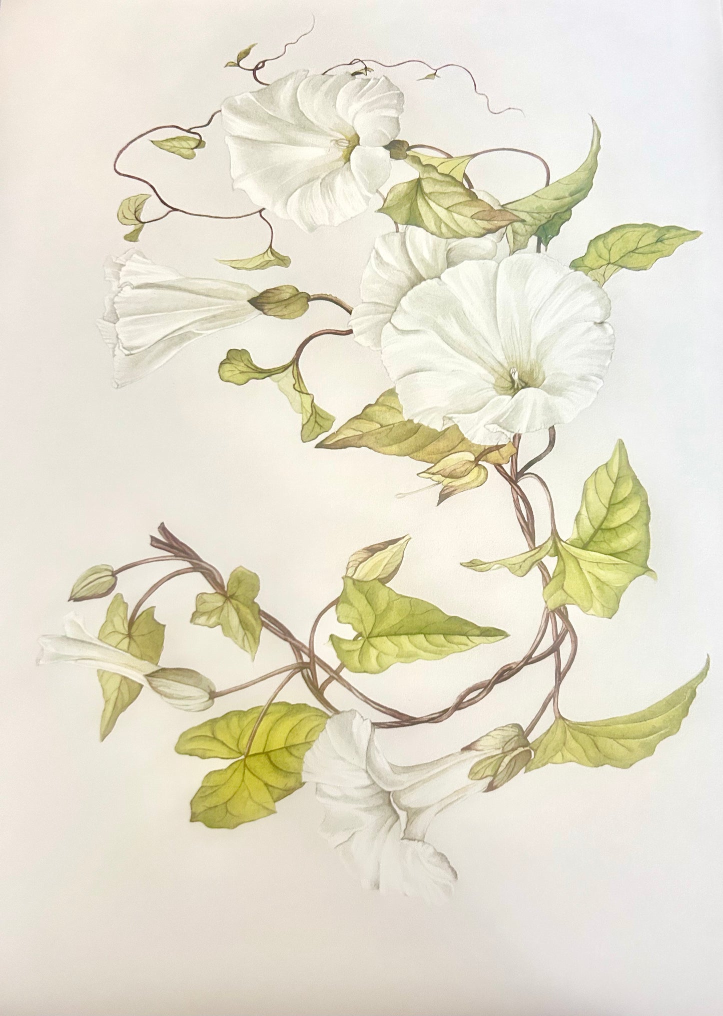 Limited Edition Botanical Print  by Elizabeth Cameron "Calystegia Sepium"