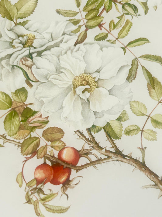 Limited Edition Botanical Print  by Elizabeth Cameron "Rosa Rugosa Sneezwerg"