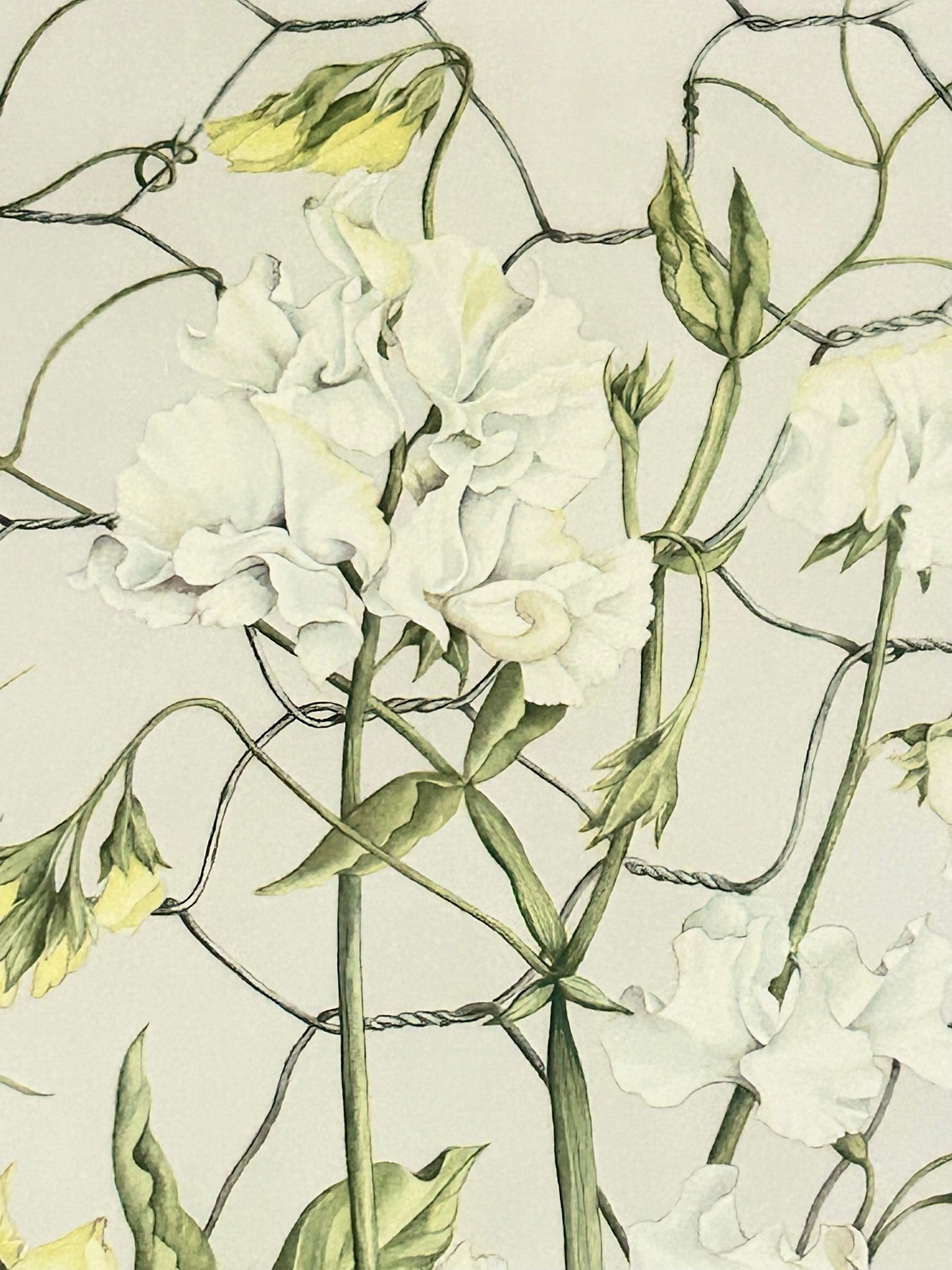 Limited Edition Botanical Print  by Elizabeth Cameron "Lathyrus Odoratus  Swan Lake"