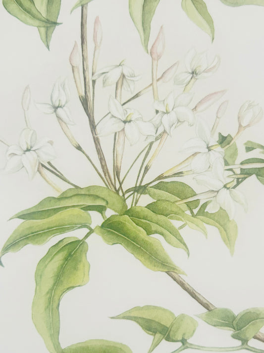 Limited Edition Botanical Print  by Elizabeth Cameron "Jasmin Polyanthum"