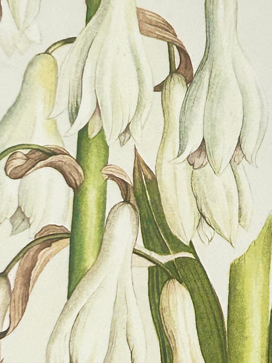 Limited Edition Botanical Print  by Elizabeth Cameron "Galtonia Candicans"