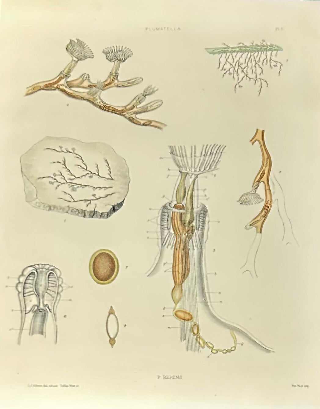 The Ray Society publication related to Plumatella Repens Plate V