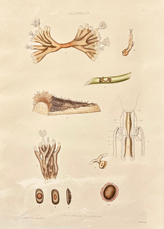 The Ray Society publication related to Plumatella Alcyonella Flabellum & Benedeni