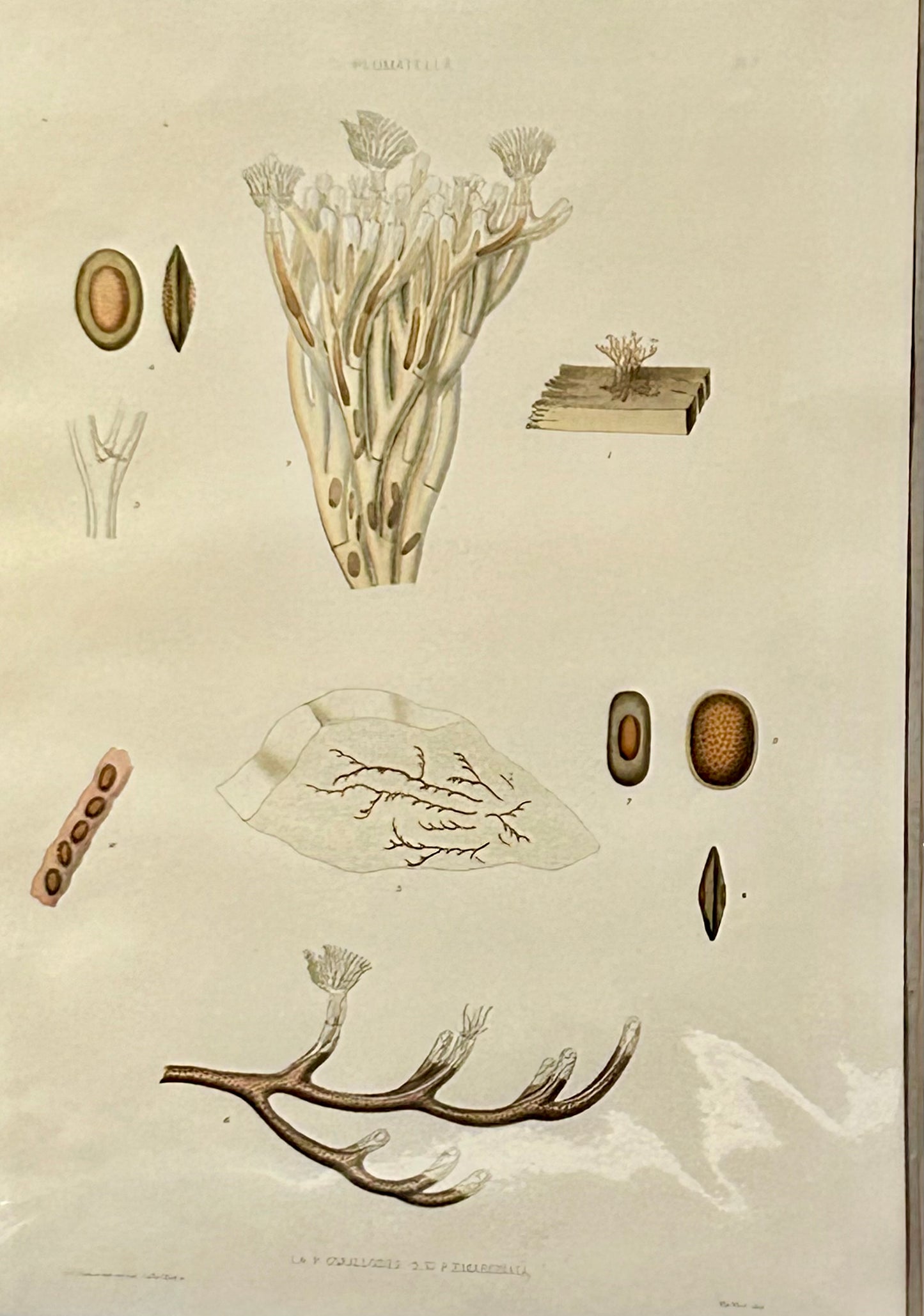 The Ray Society publication related to Plumatella Coralloides & Emarginata