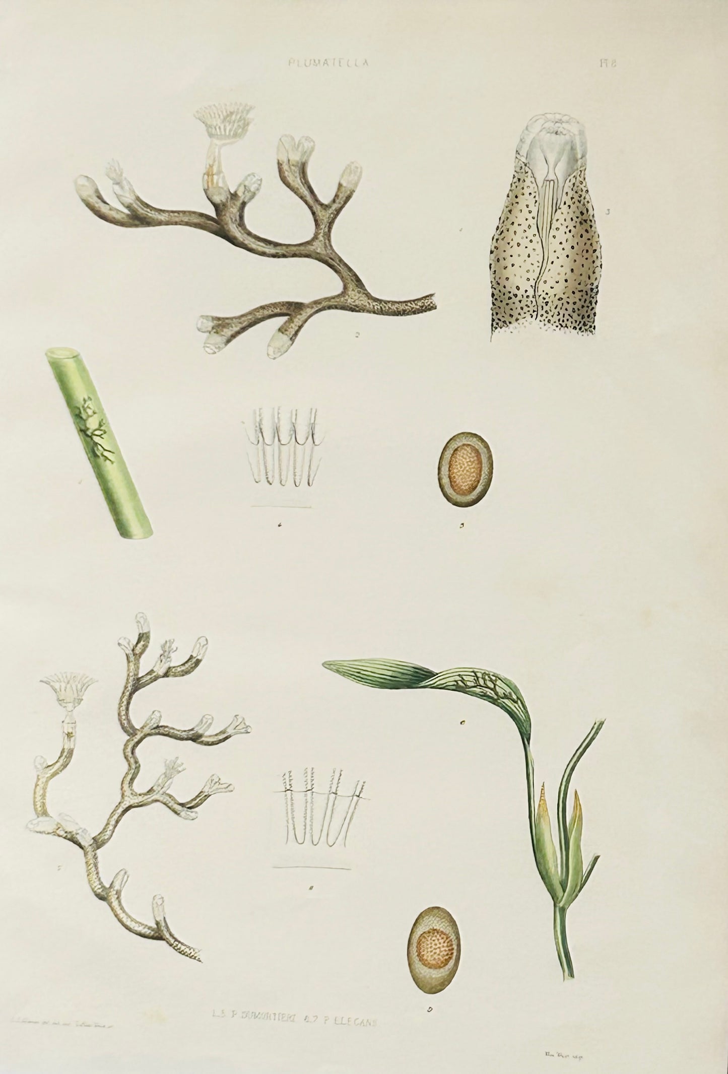 The Ray Society publication related to Plumatella - A Monograph of the Fresh-water Polyzoa, including all the known Species, both British and Foreign