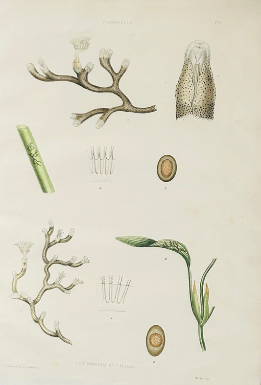 The Ray Society publication related to Plumatella - A Monograph of the Fresh-water Polyzoa, including all the known Species, both British and Foreign