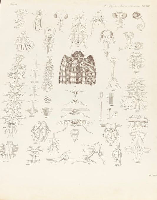 Dr Wagner Antique Zoology Engraving -  19th Century Anatomy Print Plate XXIII Insects