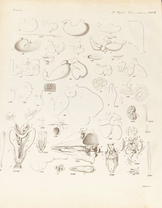 Mamalia Antique Zoology Engraving / 19th Century Anatomy Print by  Wagner Plate VII
