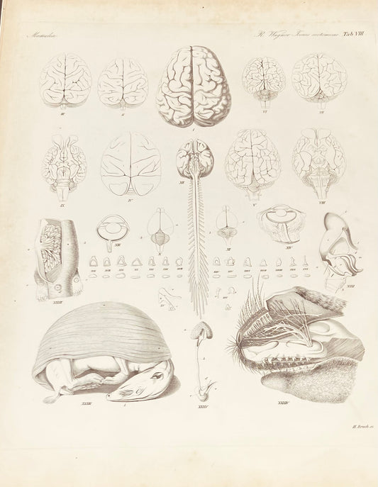 Mamalia Antique Zoology Engraving -  19th Century Anatomy Print - Wagner Plate VIII
