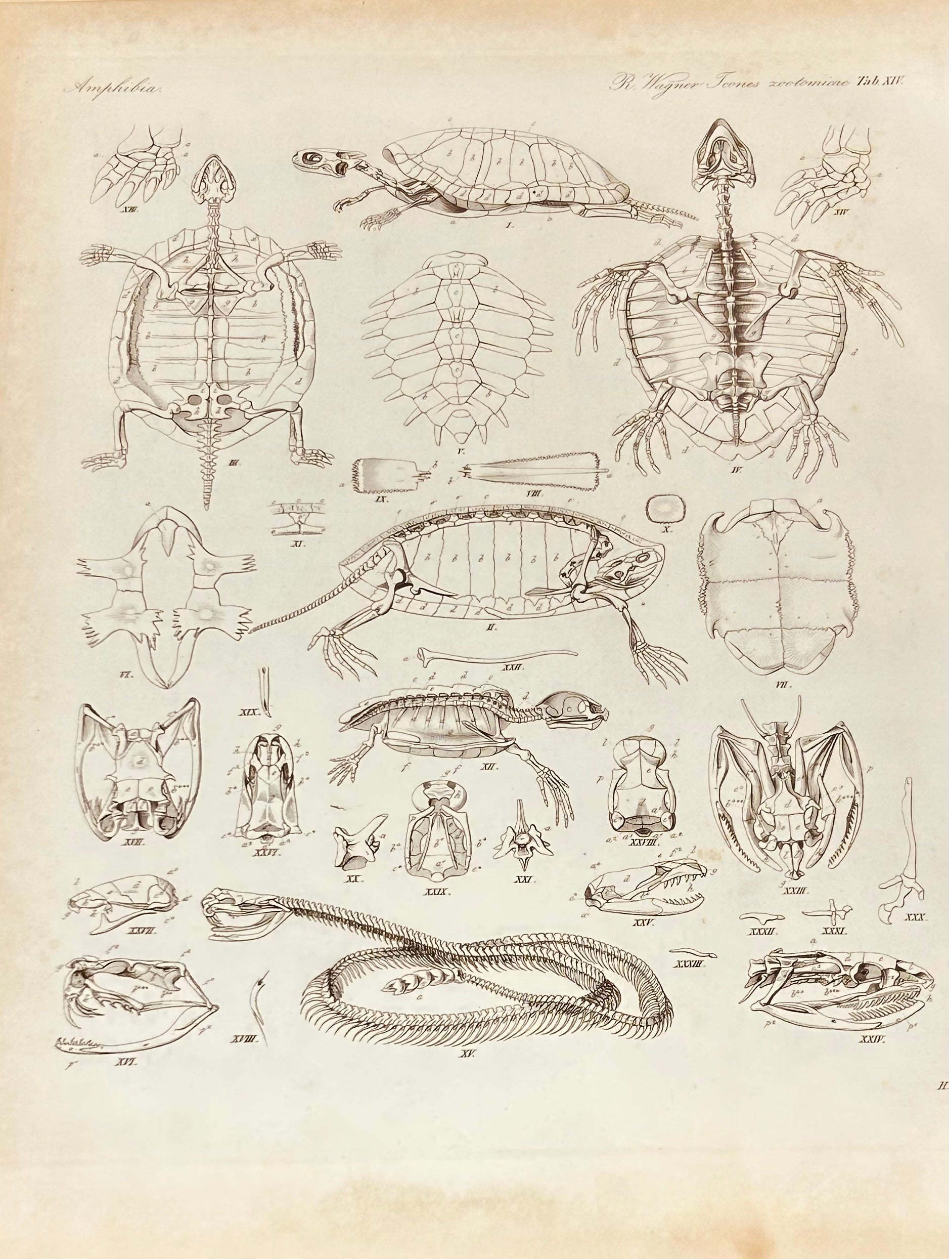 Amphibia Antique Zoology Engraving / 19th Century Anatomy Print by  Wagner Plate XIV