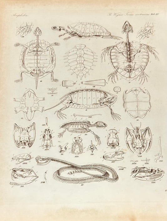 Amphibia Antique Zoology Engraving / 19th Century Anatomy Print by  Wagner Plate XIV