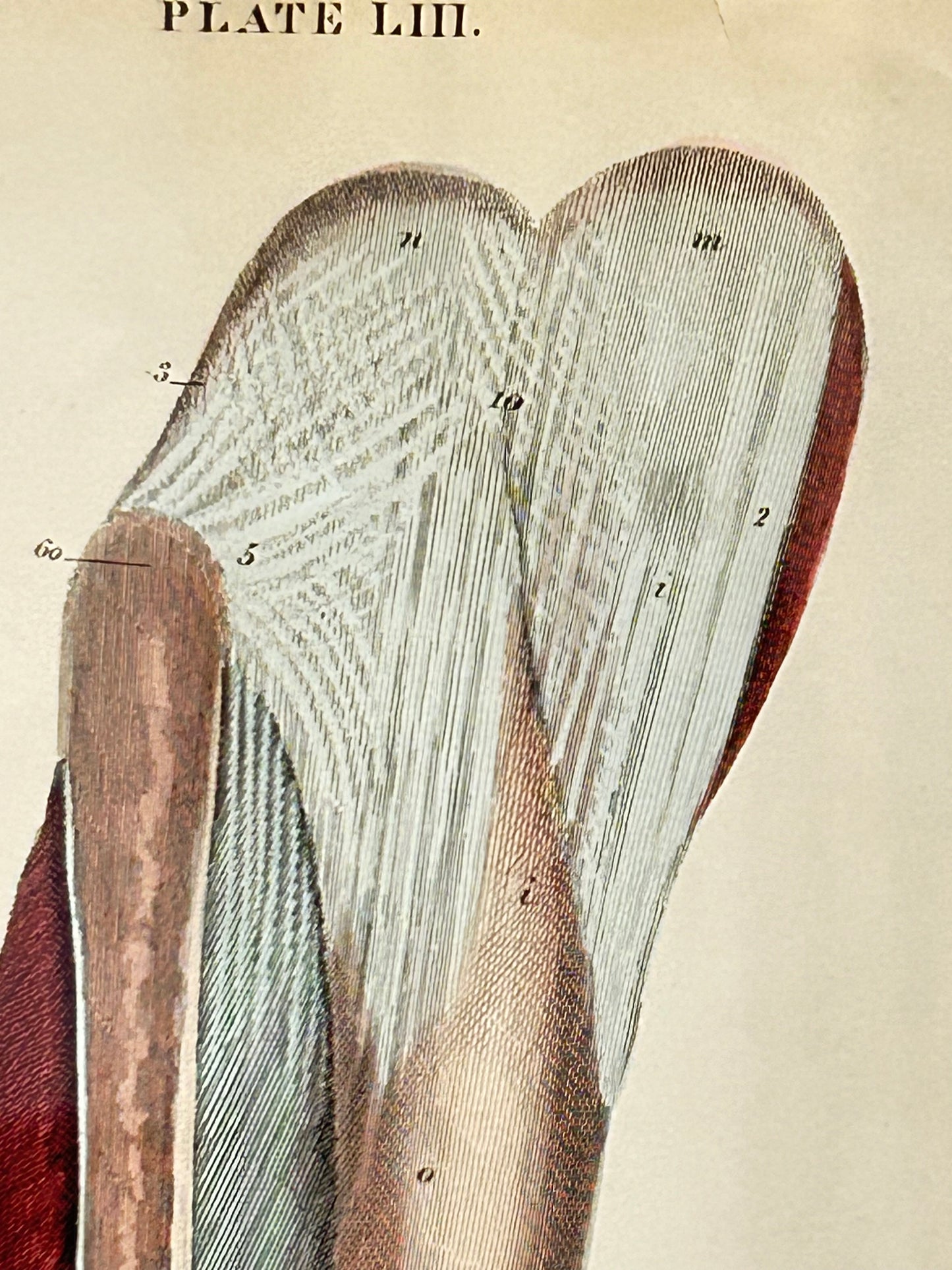 Original 19th-Century Lizars Anatomical Engraving – Leg & Foot, Plate LIII