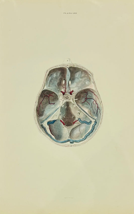 Lizars Anatomical Illustration The Brain  Cranial  - 19th Century Original Drawing