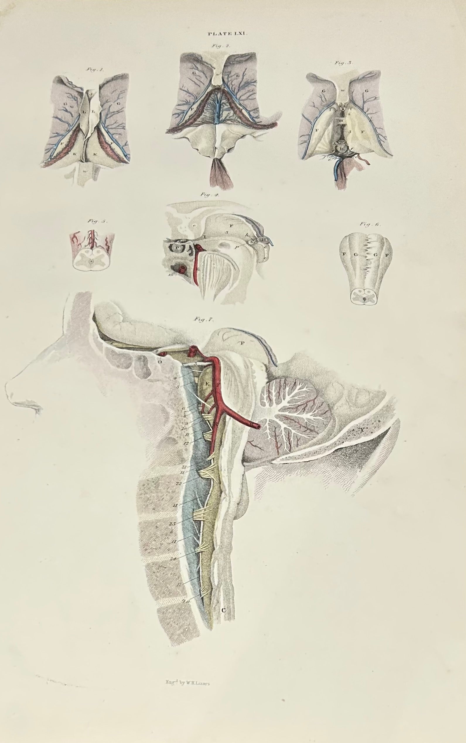 Lizars Anatomical Drawing - Neck & Thoracic Region - /19th Century / early anatomy Plate LXI - An Original