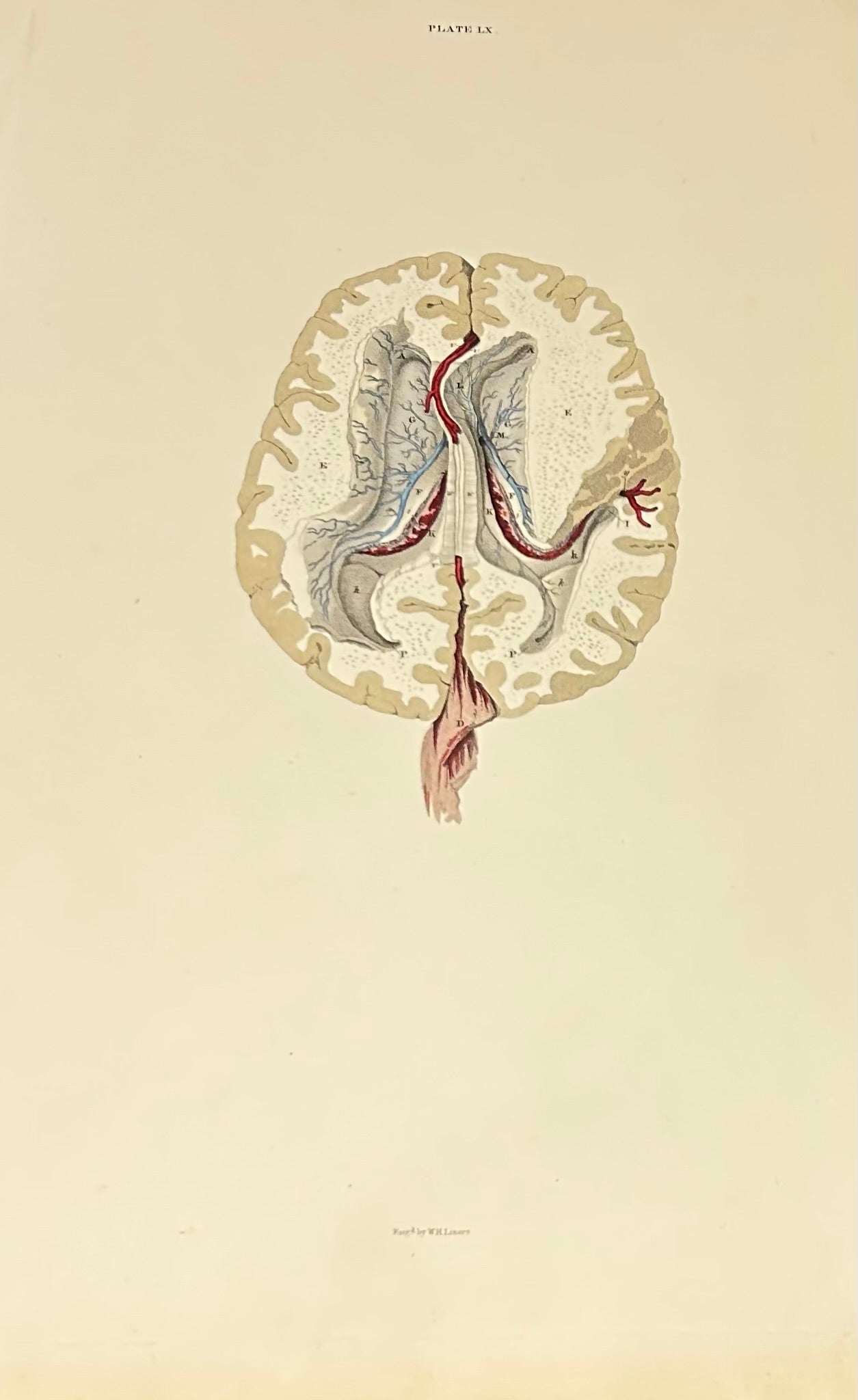 Lizars Anatomical Brain Illustration – Vintage Medical Print (Fine Art) Plate LX  - original anatomical illustration 19th century - Vascular 