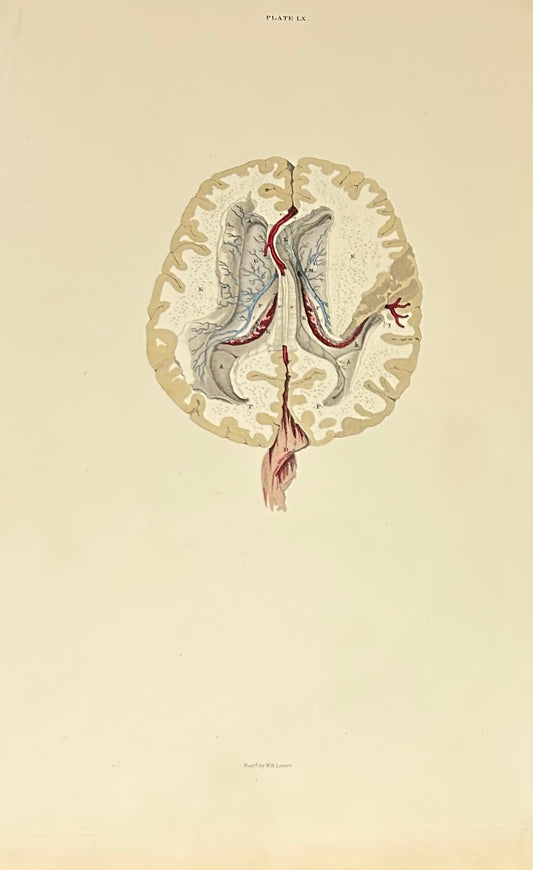 Lizars Anatomical Brain Illustration – Vintage Medical Print (Fine Art) Plate LX  - original anatomical illustration 19th century - Vascular 