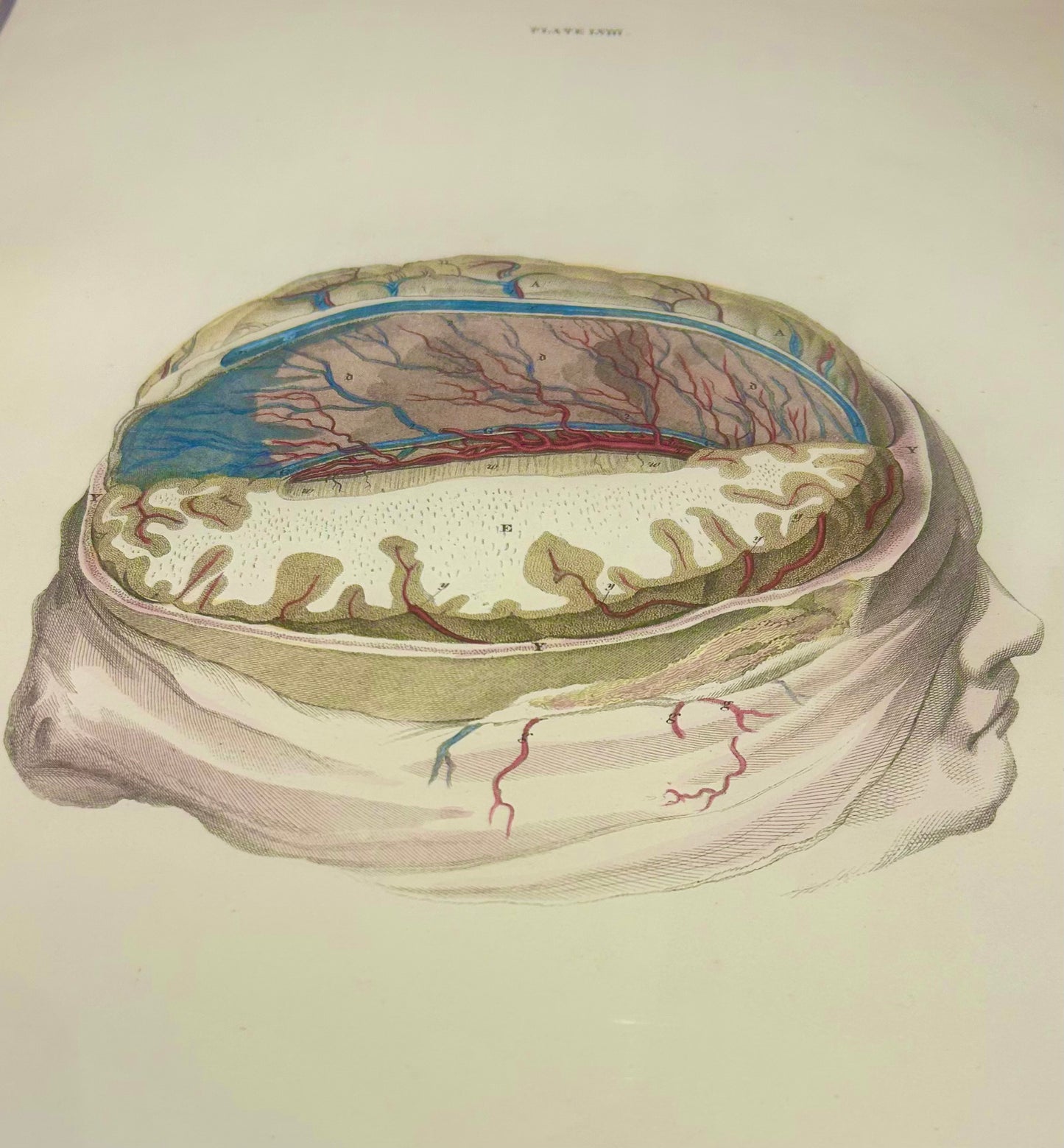 Lizars Anatomical Drawing "The Brain" - early anatomy 19th century  - plate LVIII  - ORIGINAL