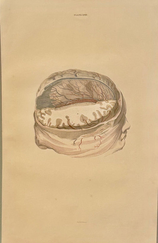 Lizars Anatomical Drawing "The Brain" - early anatomy 19th century  - plate LVIII  - ORIGINAL