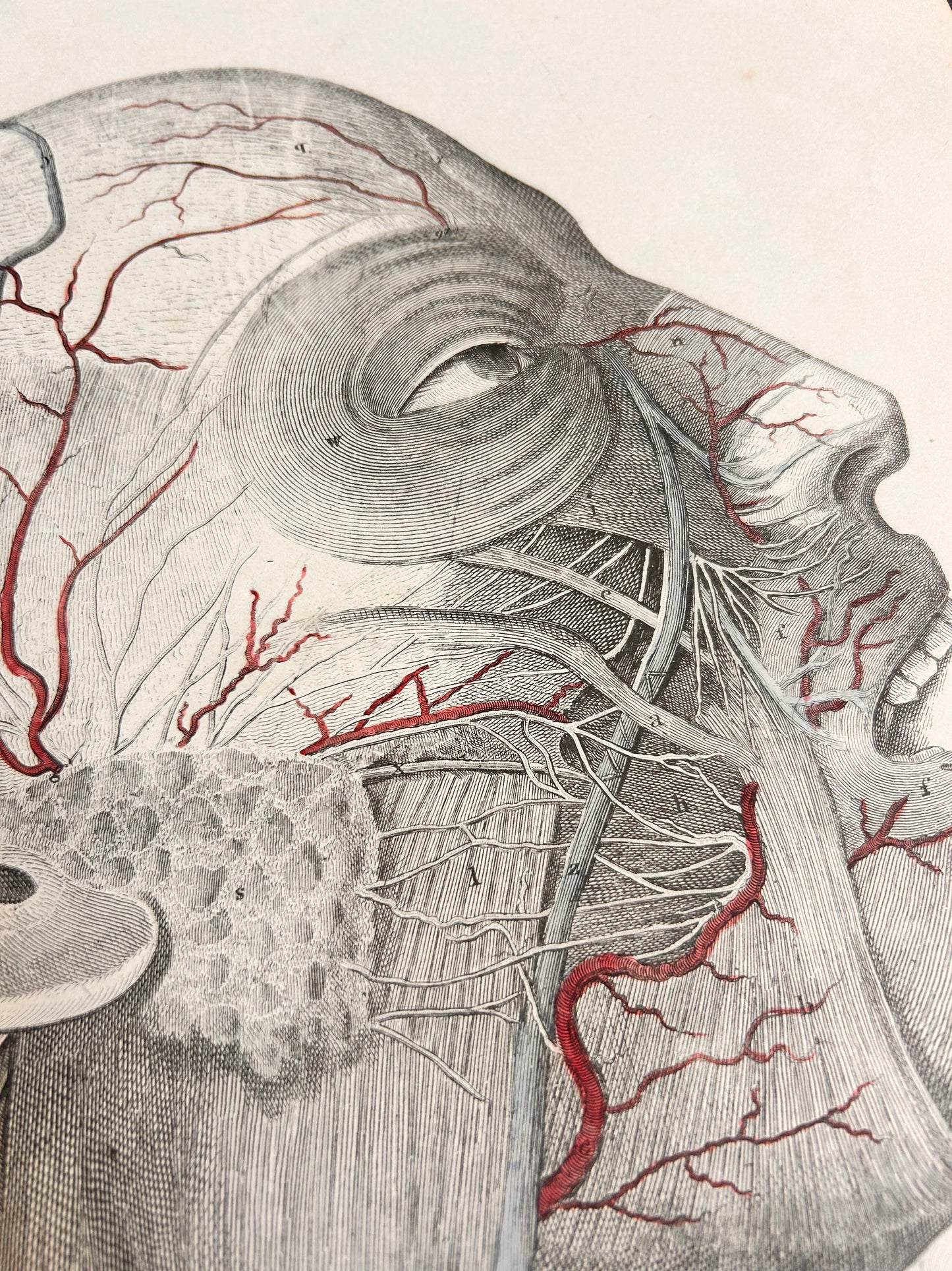 Lizars Antique Anatomical Drawing Plate XVIII Head & Neck 1823-1827