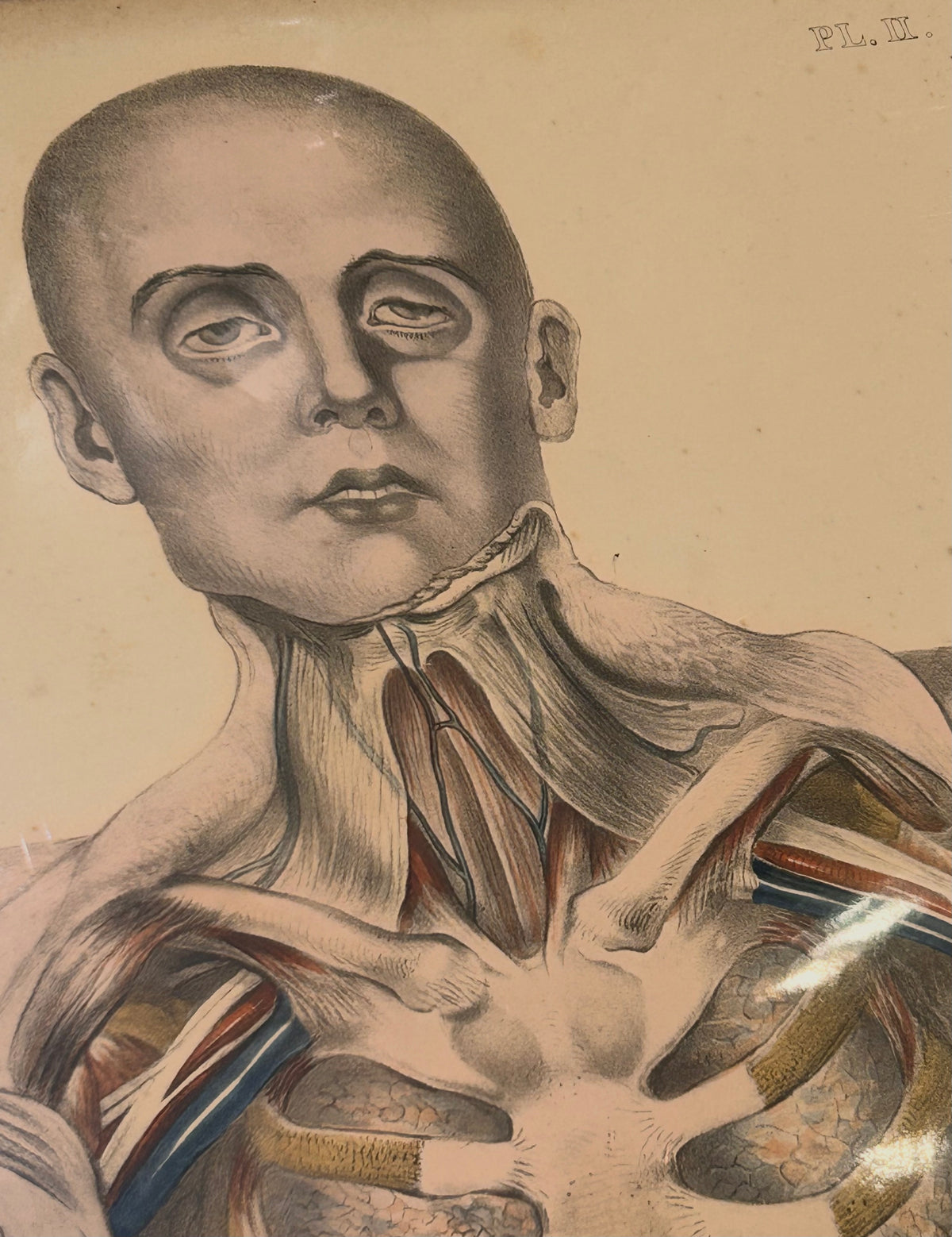 Frances Sibson Antique Anatomical Print – Plate II, 19th Century Dissection Illustration