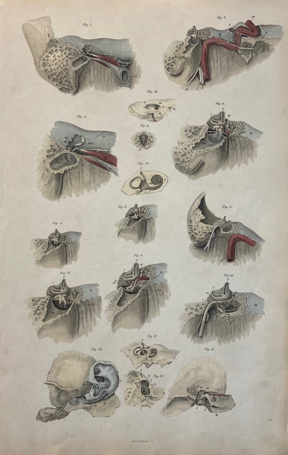 Anatomía temprana - Lámina V - ORIGINAL