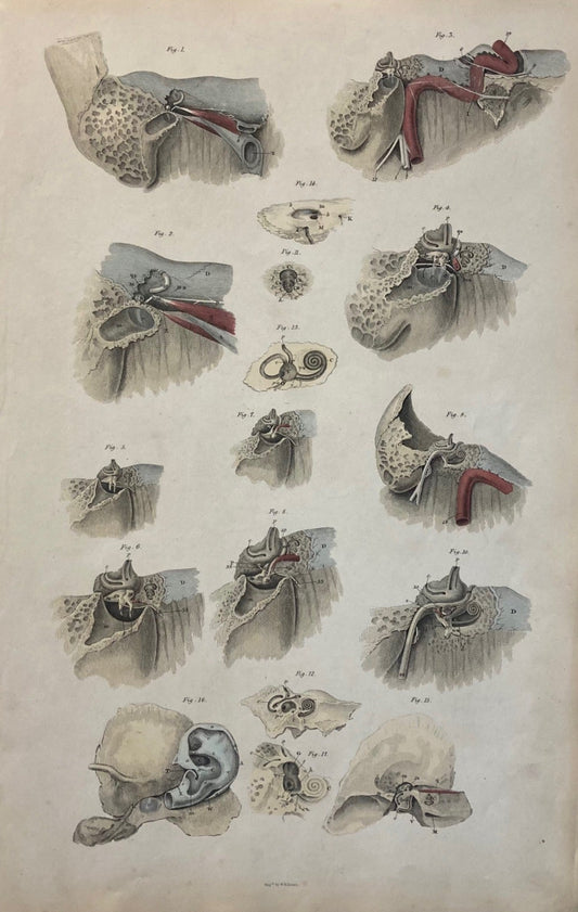 Anatomía temprana - Lámina V - ORIGINAL