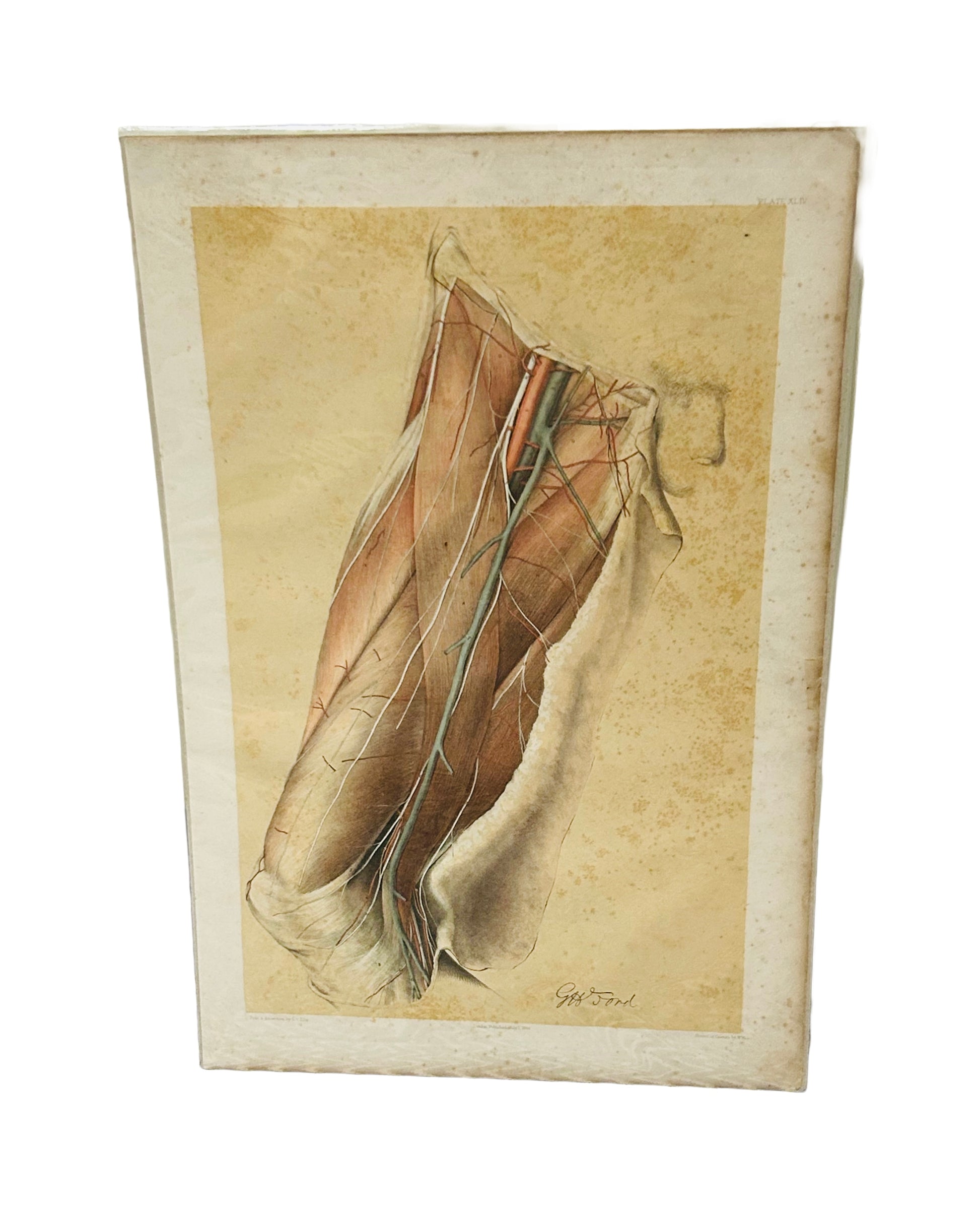 Plate: XLIV &nbsp; Leg - Muscles Veins &amp; Arteries - Published July 1st 1866 - Printed in colours by W West From a Dissection by G V Ellis&nbsp;

Antique Medical Illustration, a rare original colour lithograph print circa 1866.
