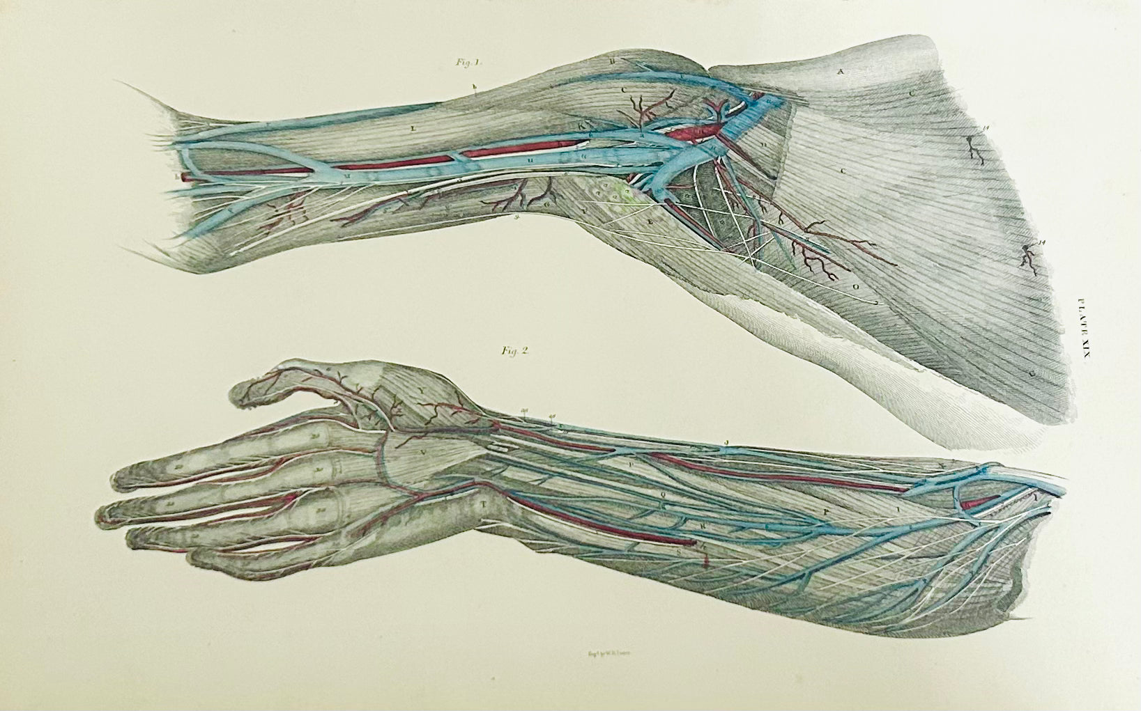 Lizars Plate XIX – Antique Anatomical Drawing Muscles of the Forearm (1823–1827) | Hand-Coloured Engraving 